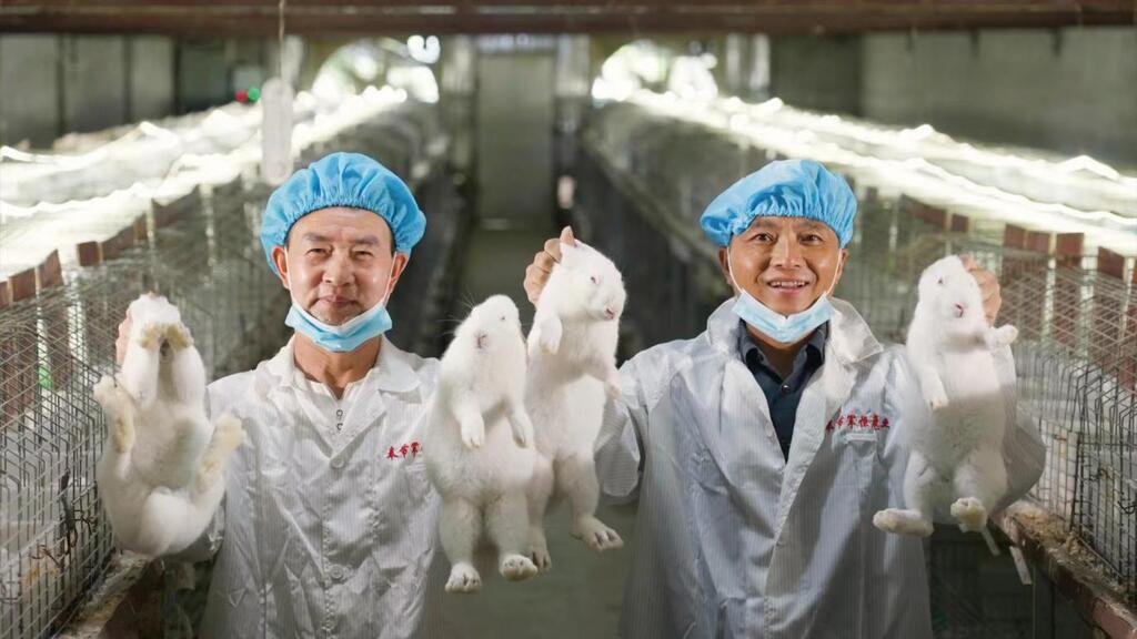 奉節肉兔產業蓬勃發展。奉節縣委宣傳部供圖