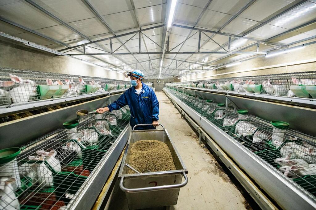 飼養員正在喂養肉兔。奉節縣委宣傳部供圖