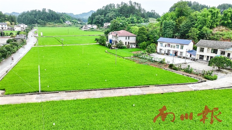 一道道白色防控風景線。 見習記者 盧婭玲 攝