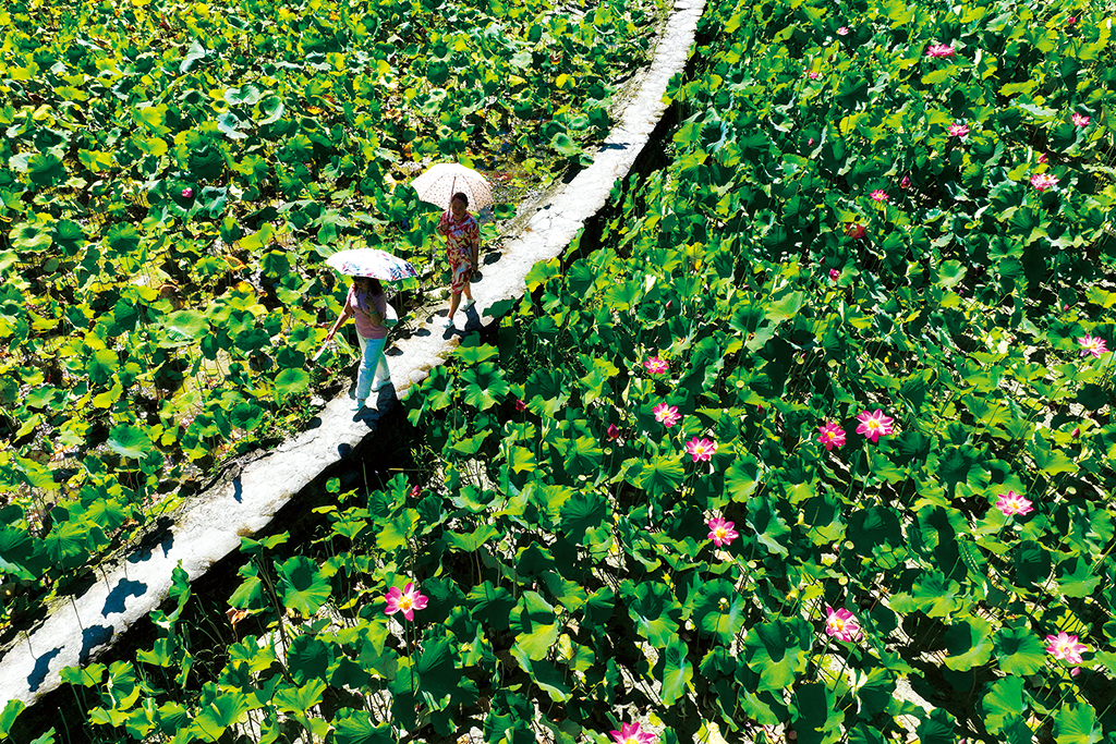 Recently, tourists played in the lotus fields at Tujia 13-Stockaded Village, Xinjian Village, Xiaonanhai Town, Qianjiang District