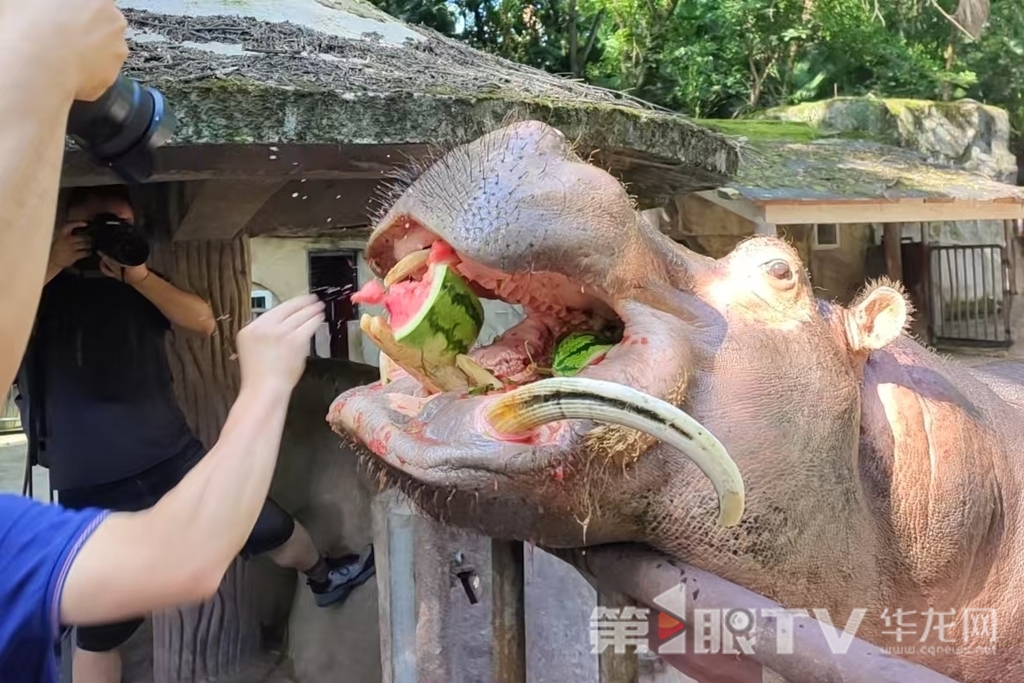 河马大口大口地吃西瓜。