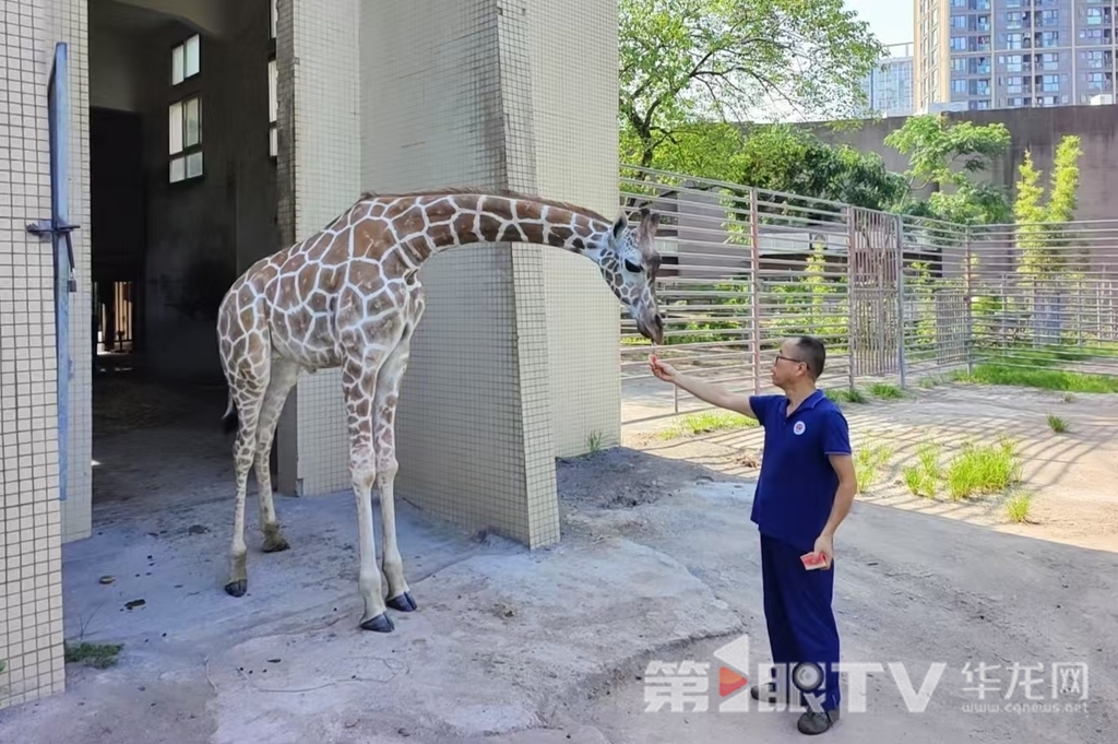 长颈鹿吃西瓜。
