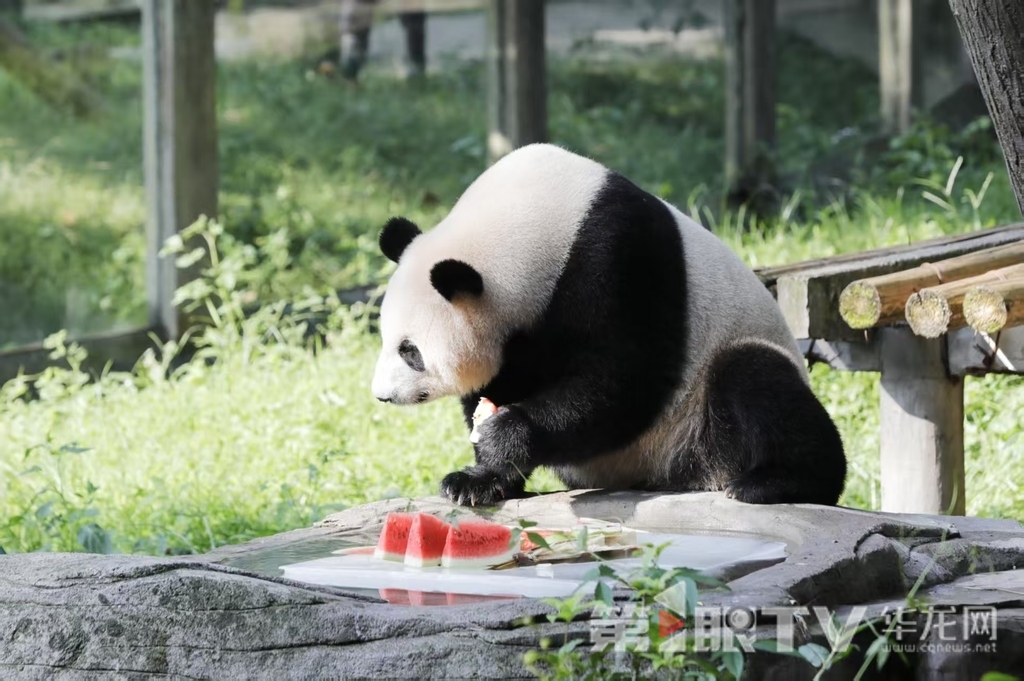 重庆动物园为大熊猫准备了冰块和西瓜等物品,消暑降温。