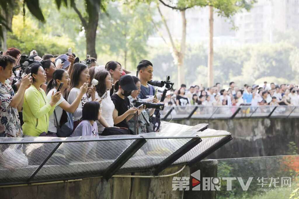 重庆动物园,不少市民早上来看大熊猫。