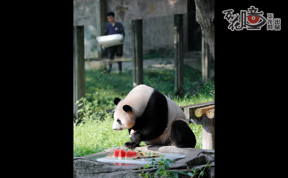 重庆动物园内，高温天气下，工作人员精心照料着动物，确保它们在炎热的天气里也能够舒适生活。