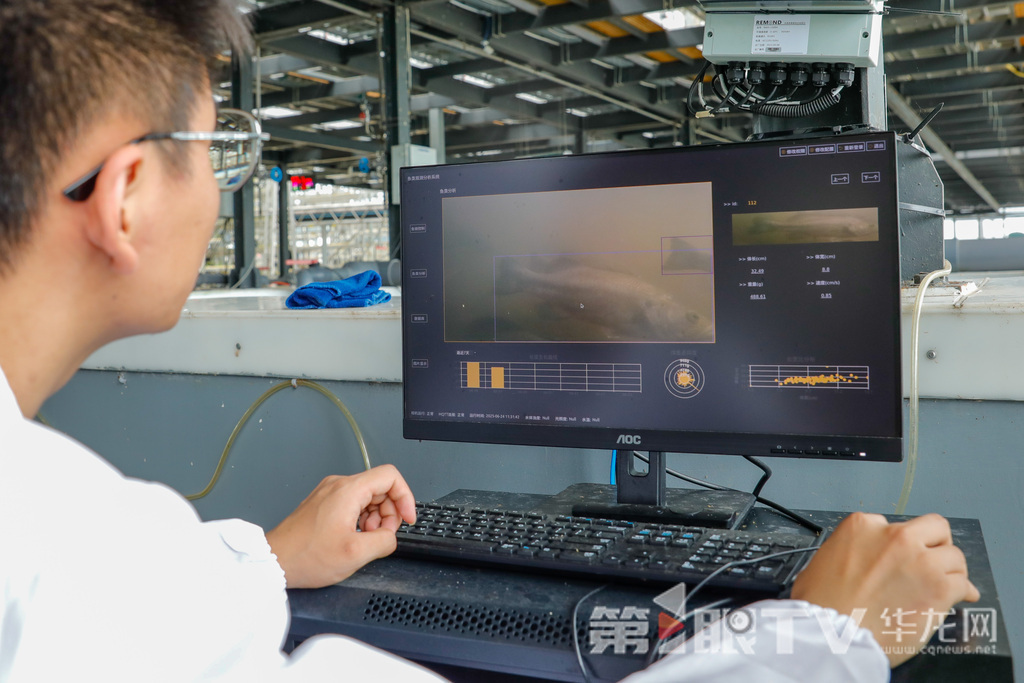 06 魚類生物量識別模型_能自動監控和識別魚類的體長、體寬、重量和速度等信息。第1眼TV-華龍網記者 石濤 攝