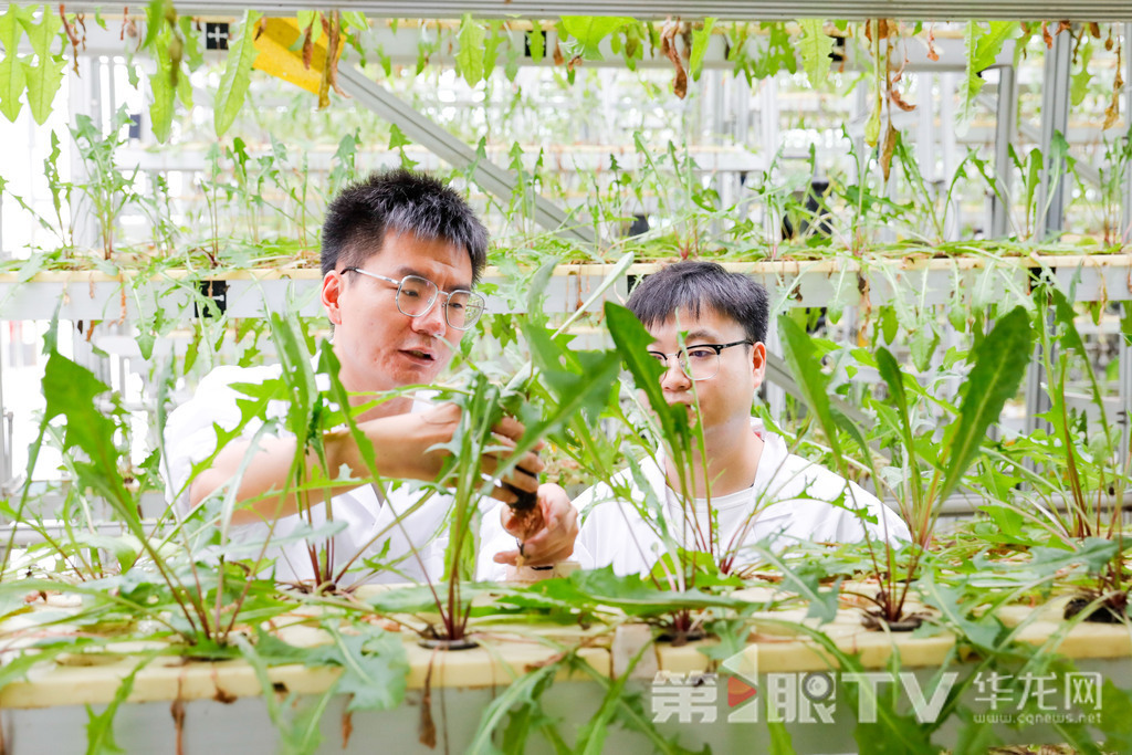 05 科研人員正在察看蔬菜生長情況。第1眼TV-華龍網記者 石濤 攝