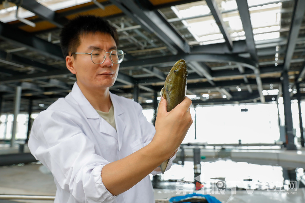03 魚池里的鱸魚目前體重約1公斤,長勢良好。第1眼TV-華龍網記者 石濤 攝