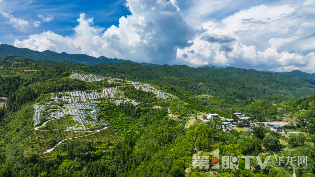 航拍刘绪海家的脆李园。