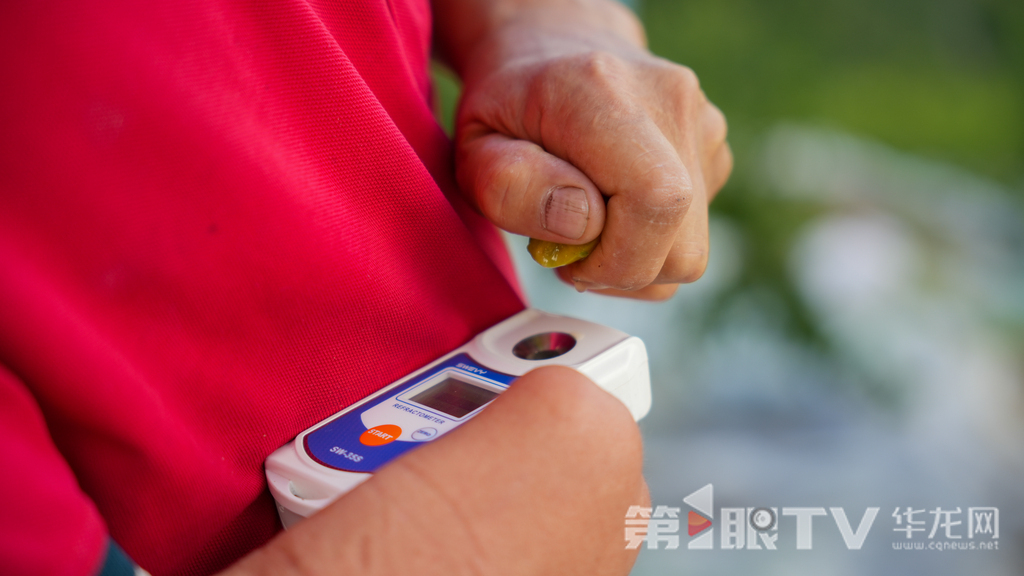 刘绪海正在测量李子的甜度。