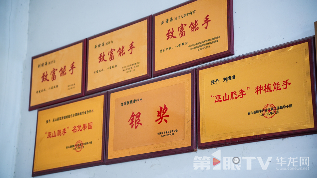 刘绪海家墙上挂着的“荣誉勋章”。