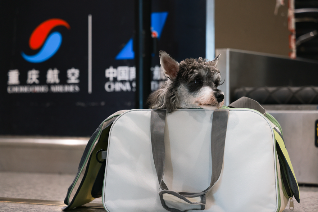 乘坐重庆航空CZ2389(重庆-杭州)航班的宠物“乘客”。重庆航空供图