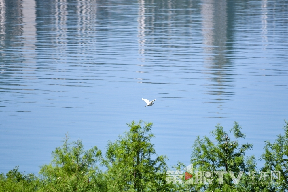 漢豐湖濕地起飛的鳥兒。第1眼TV-華龍網(wǎng)記者 李一鳴 攝