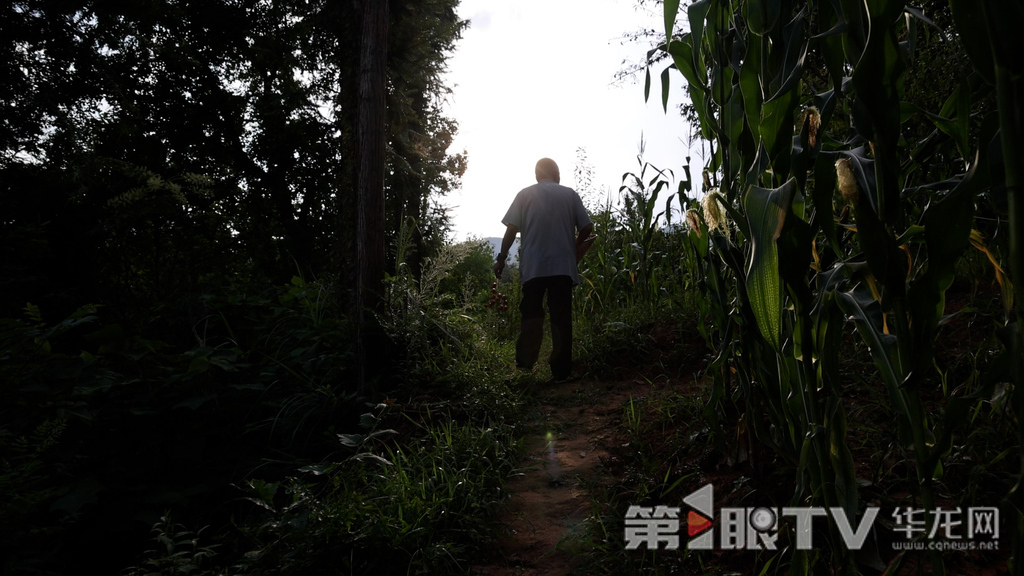 龔明遠老人在田間地頭巡山護石。第1眼TV-華龍網(wǎng)記者 李燊 攝