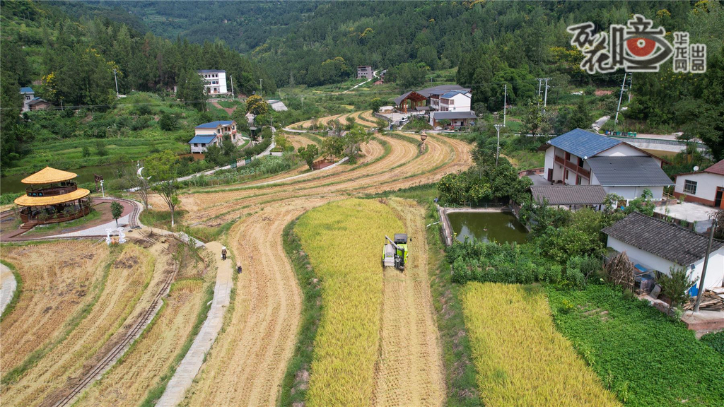在中國(guó)傳統(tǒng)村落云陽(yáng)縣鳳鳴鎮(zhèn)黎明古村，30余畝連片水稻迎來豐收。金黃的稻穗在秋風(fēng)中輕輕搖曳，收割機(jī)隆隆作響，村民彎腰拾穗，遠(yuǎn)處民居錯(cuò)落，勾勒出一幅生動(dòng)而飽滿的秋收畫卷。譚啟云 攝