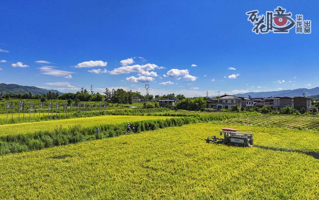 梁平區(qū)星橋鎮(zhèn)兩路村的金黃稻田里，梁平區(qū)供銷合作社組織機(jī)手為農(nóng)戶收割水稻，藍(lán)天白云下的田園景致，也讓豐收多了幾分詩(shī)意。熊偉 攝