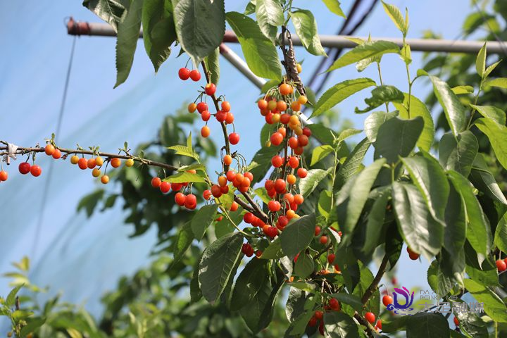 樱桃