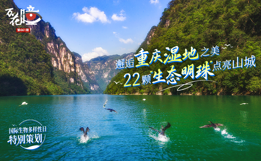 從長江之濱到武陵群山，重慶22個國家濕地公園如散落的綠寶石，守護著三峽庫區(qū)至武陵山系的生態(tài)脈絡，描繪出一幅幅生機盎然的生態(tài)畫卷。