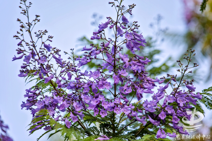 Capturing the purple magic (Photographed by Yu Hong)