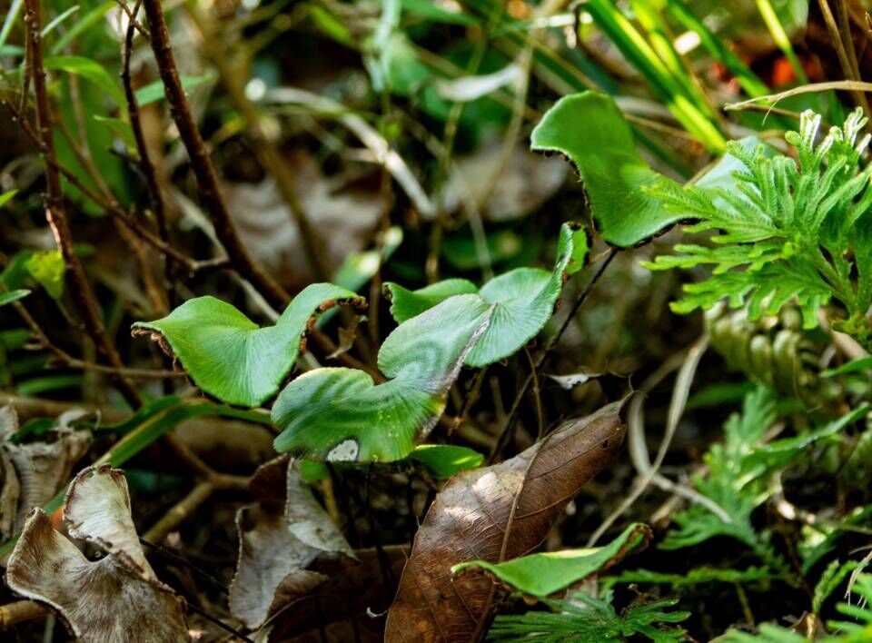国家一级重点保护野生植物荷叶铁线蕨。市林业局供图