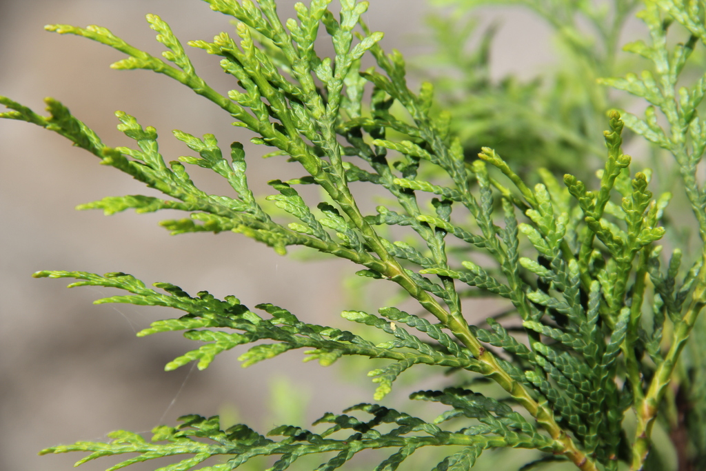 国家一级重点保护野生植物崖柏(重庆市林业局供图)