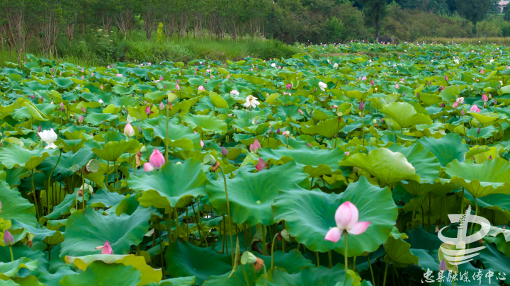 The blooming space-bred lotus flowers (Photographed by Cheng Qing)