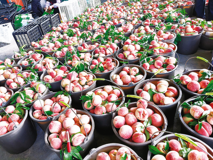 Peaches to be packed