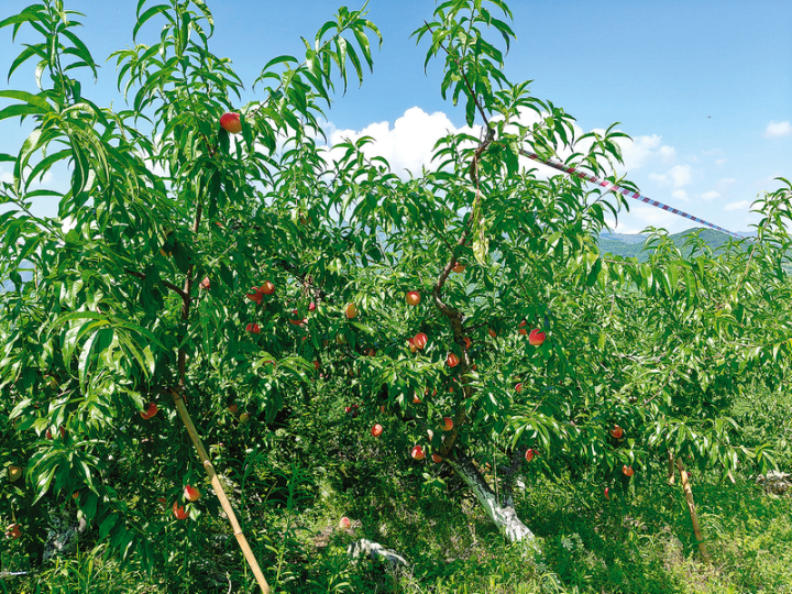 Peaches hanging on the branches
