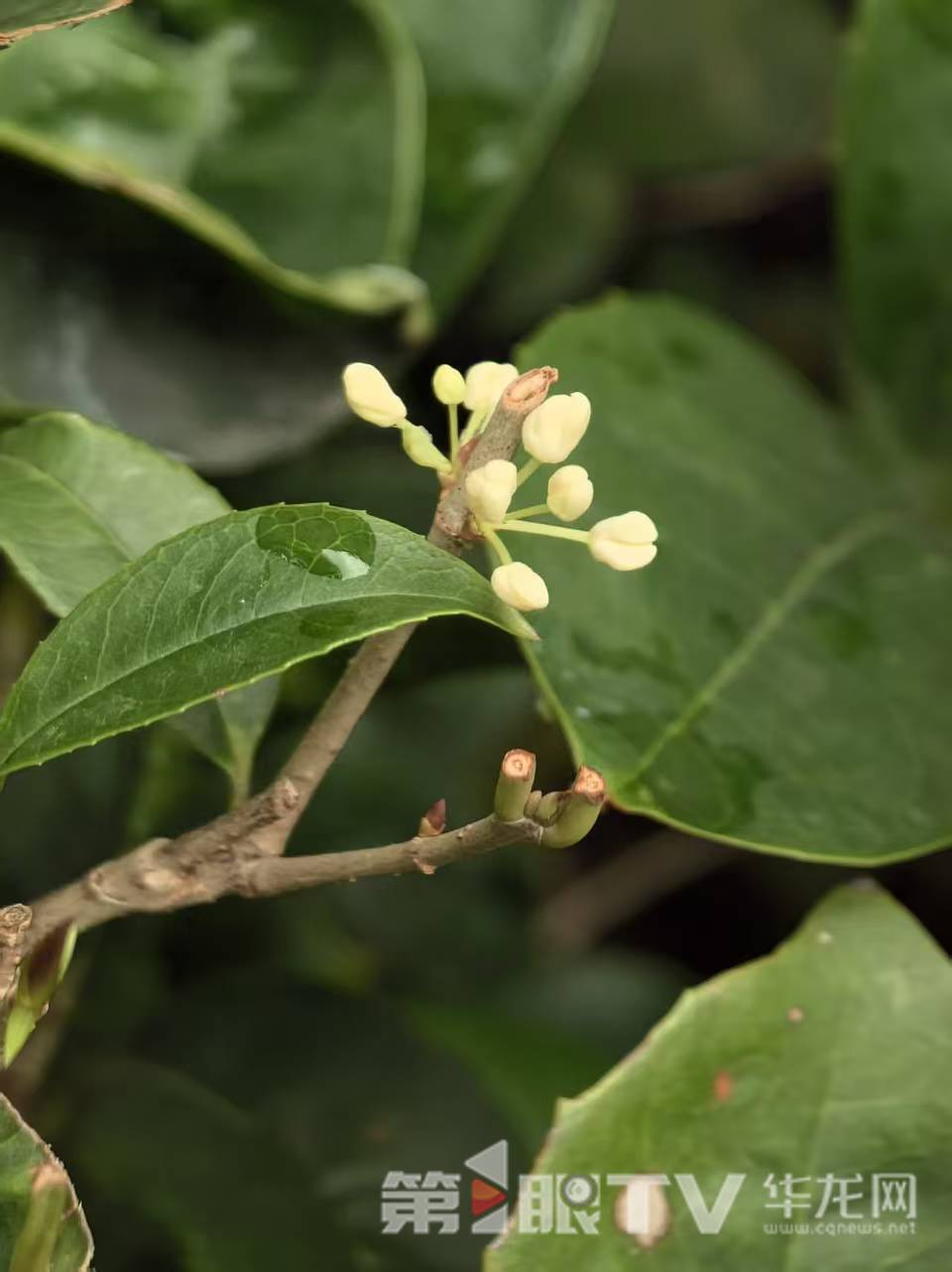 龙头寺公园的桂花含苞开放。第1眼TV-华龙网记者 刘润 摄
