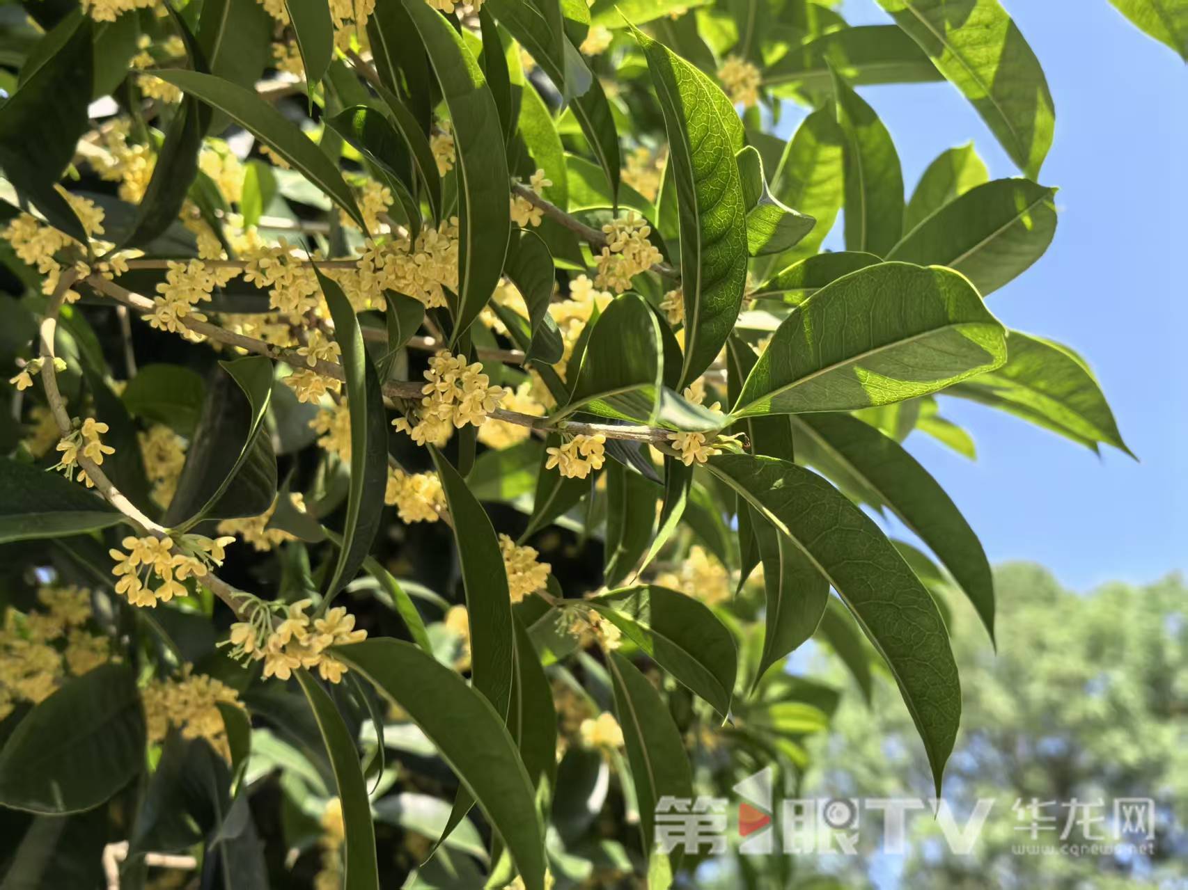 重庆园博园内桂花盛开。第1眼TV-华龙网 李舒 摄