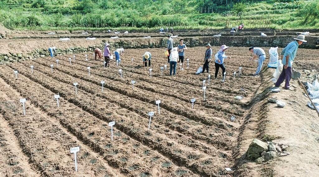 村民正在播種實(shí)驗(yàn)蘿卜。通訊員 卞先蓉 攝