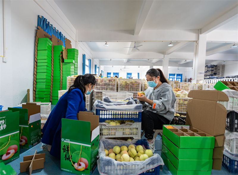 工人正在分揀剛上市的巫溪冬桃。巫溪縣工商聯(lián)供圖