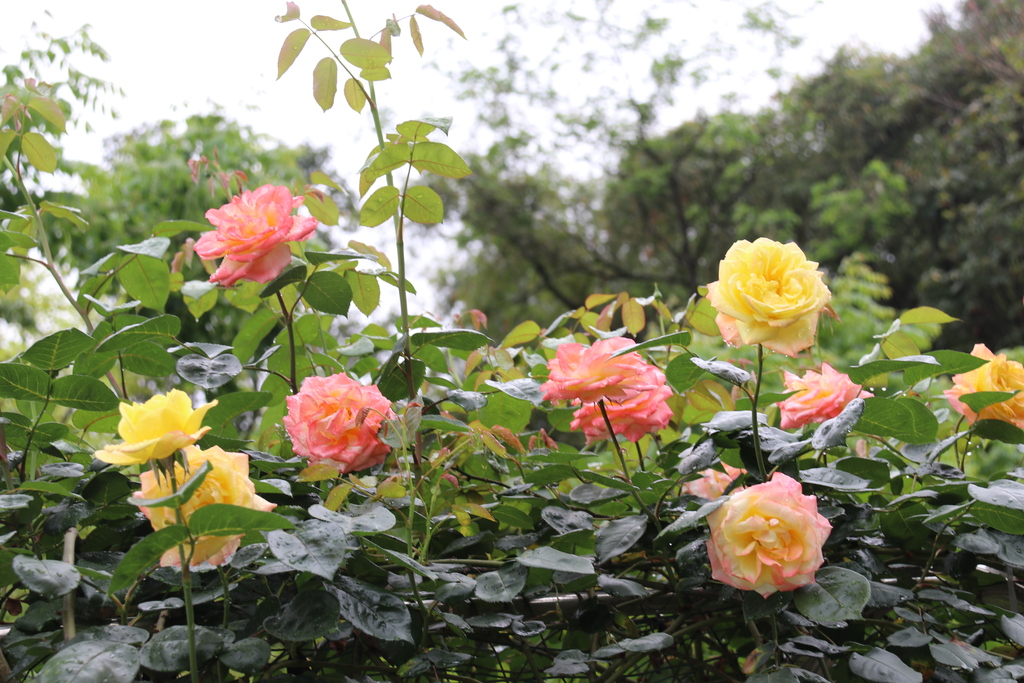 月季花进入盛放期。重庆园博园供图