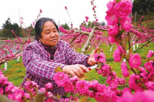 修枝疏花。陈庆发 供图