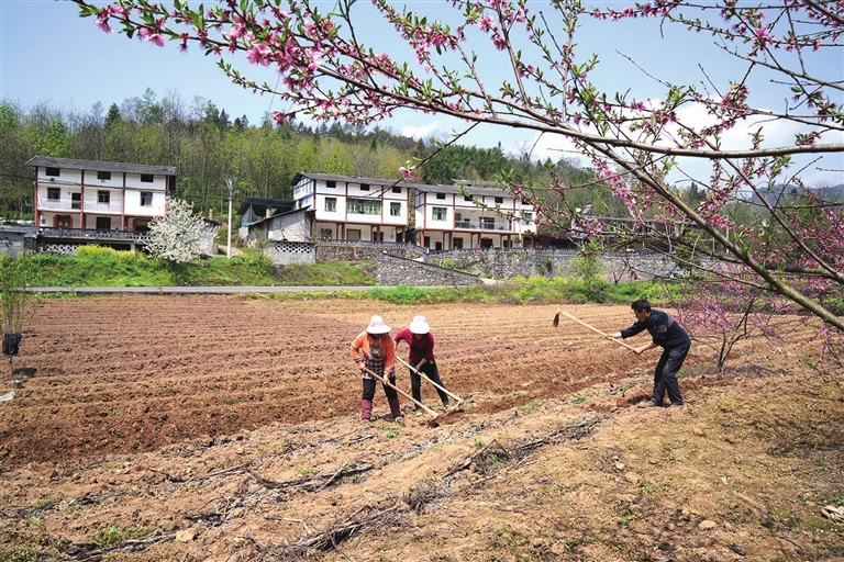 耕地松土。陈庆发 供图