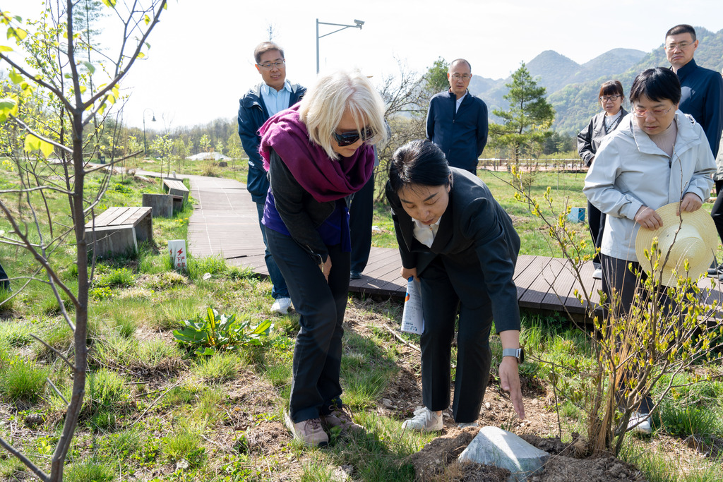 白雅婷女士考察重慶巫溪紅池壩國家森林公園-裸地營造雪松-雞爪槭-紅樺景觀針闊混交林示范點。重慶市林業局供圖
