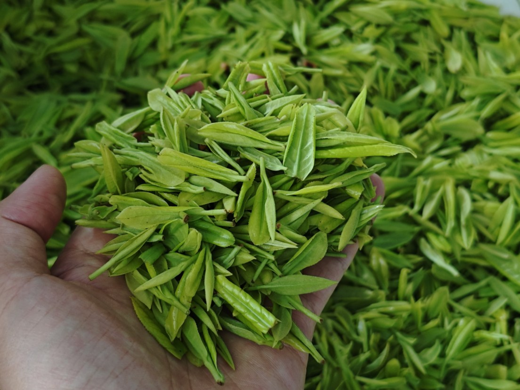 新采收的春茶。
