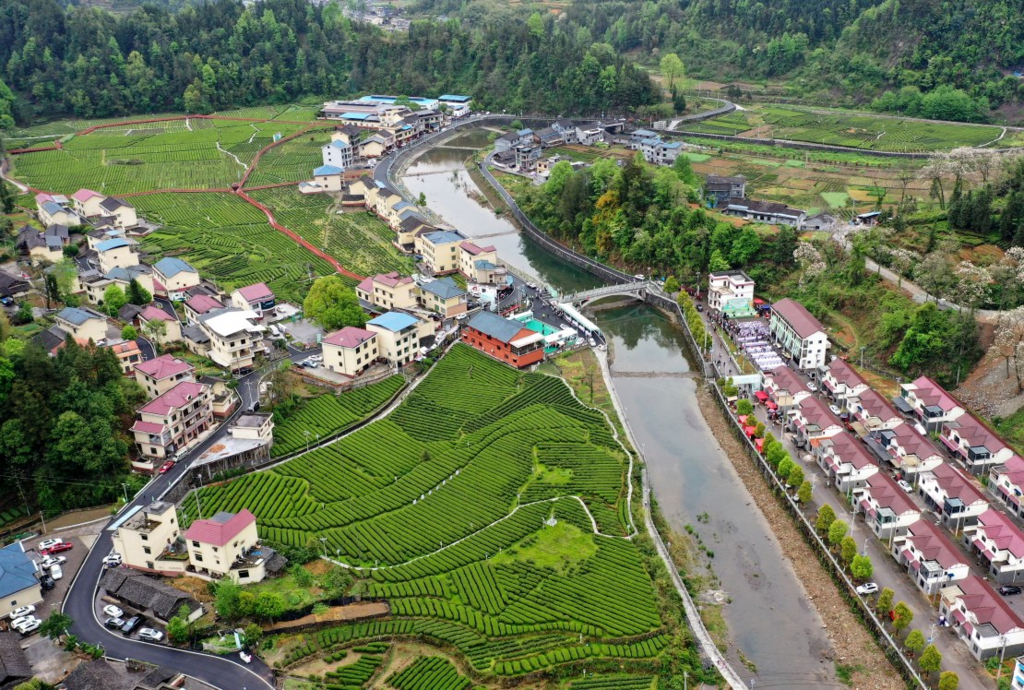 钟灵镇凯堡村茶叶基地。