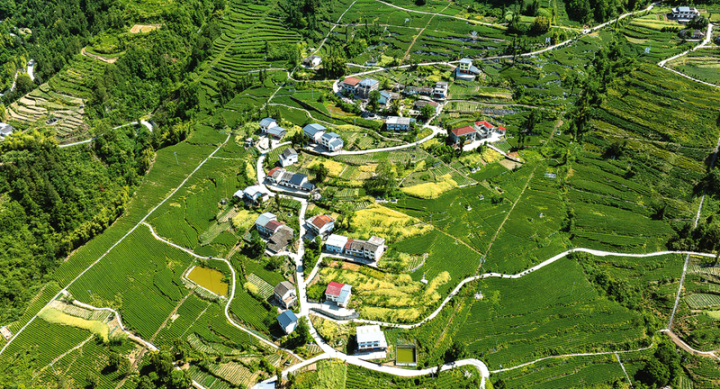 大进镇红旗村茶园。
