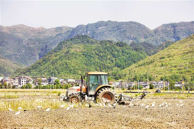 On May 9, in the rice fields of Jufengyan Irrigation Area, Qingxichang Township, Xiushan County, a farmer was driving a plowing machine to till the soil, attracting dozens of egrets to forage for food