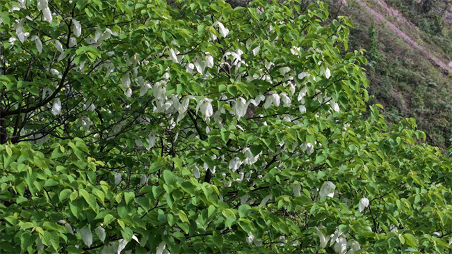 國家一級重點保護野生植物珙桐。豐都縣融媒體中心供圖 第1眼TV-華龍網發