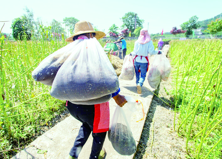 農(nóng)技人員運送油菜籽，這將是下一輪播種的“農(nóng)業(yè)芯片”。