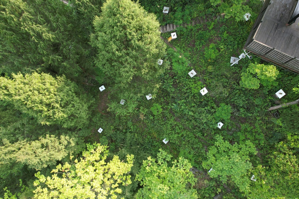 大足區高坪鎮林下養蜂示范基地。重慶市林業局供圖