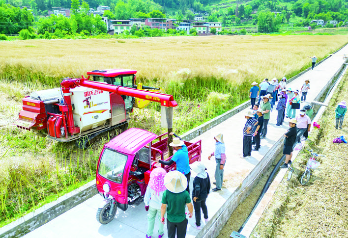 川渝兩地的油菜專家忙機收測產(chǎn)。