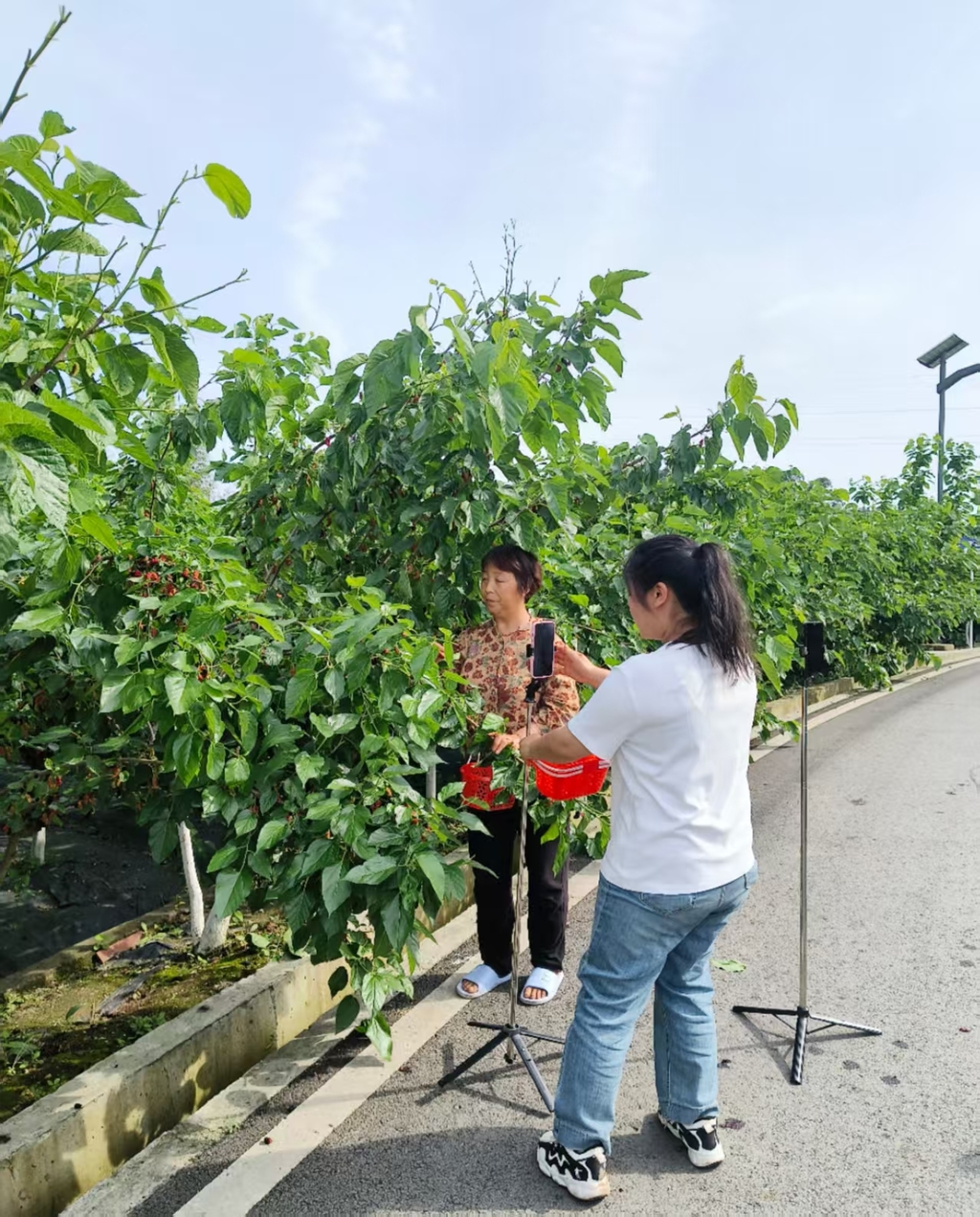 游客在桑园边采摘边拍视频