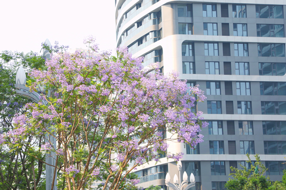 金融城旁的藍(lán)花楹迎來(lái)盛花期。通訊員 馮繼瑤 攝