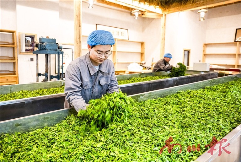 南川區金山湖農業開發有限公司生產車間內，制茶師在進行古樹茶的“萎凋”。記者 甘昊旻 攝