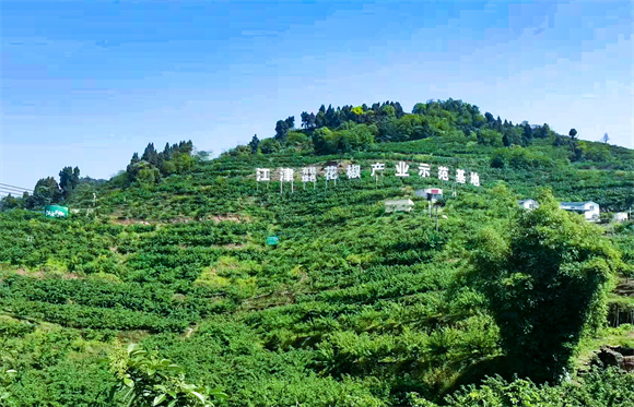 江津花椒產業示范基地。江津區委宣傳部供圖 第1眼TV-華龍網發