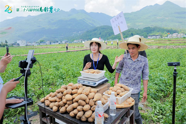 助農(nóng)主播為網(wǎng)友介紹巫溪洋芋。巫溪縣薯光農(nóng)業(yè)科技開(kāi)發(fā)有限公司供圖