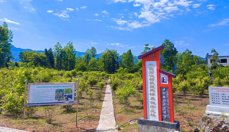 中國(guó)石化幫扶援建標(biāo)準(zhǔn)化示范林。華渝產(chǎn)業(yè)集團(tuán)供圖